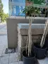 Продавам Шефлера / Schefflera 10 годишна, 170 см. височина, 10 броя, снимка 2
