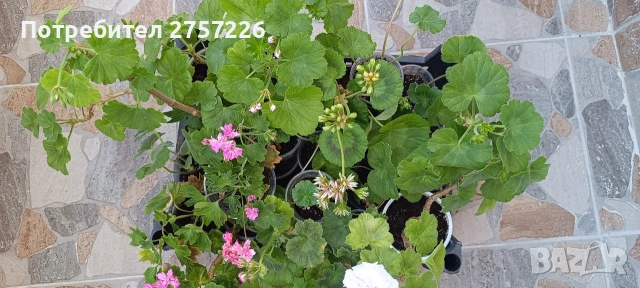 Сортови мушката, снимка 3 - Стайни растения - 54735582