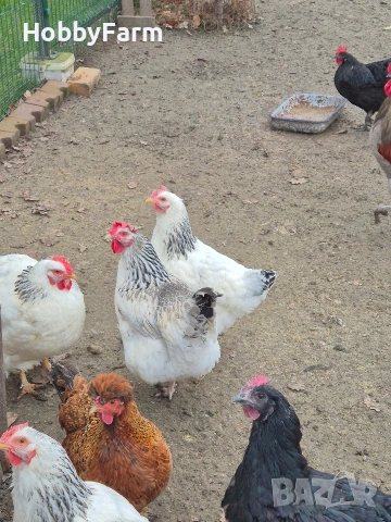 разплодни яйца от Австралорп и Кръстоски, снимка 4 - други­ - 54248171