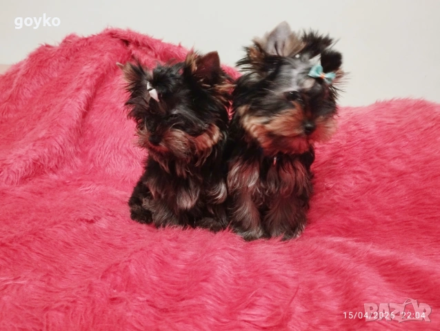 йоркширски териер, снимка 3 - Йоркширски териер - 54209188