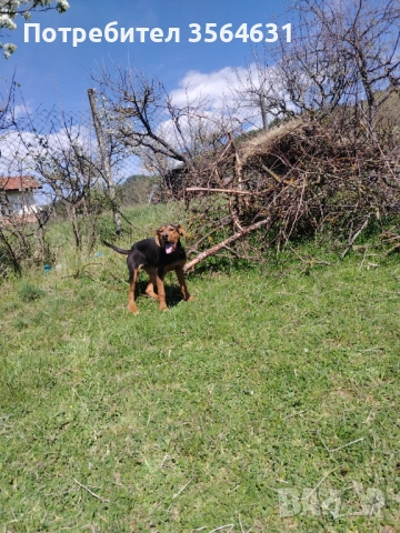 Svobodno na 5 meseca jensko gonche, снимка 2 - Гонче - 54303528