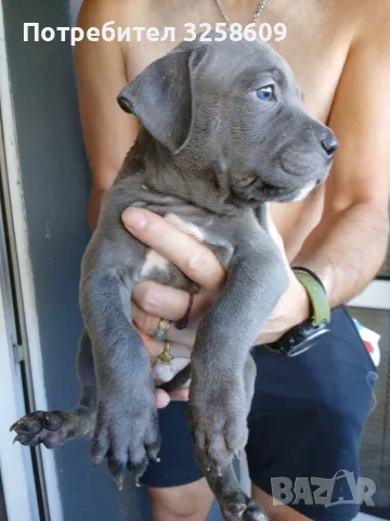 🐶 Продавам красиви Американски Питбул кученца - 8 броя, 2 месеца, снимка 14 - Питбул - 55679299
