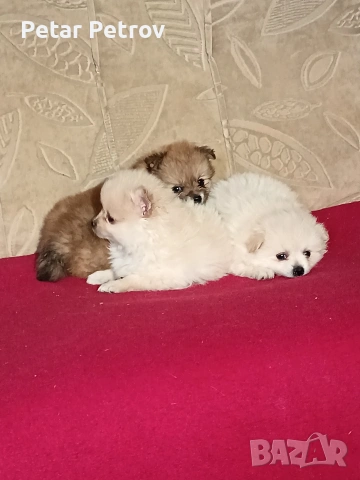 Шпиц мини , снимка 5 - Шпиц - 54923484