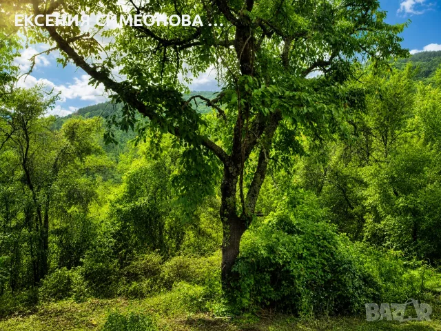 Къща на 30 мин.от София, снимка 6 - Къщи - 55603731