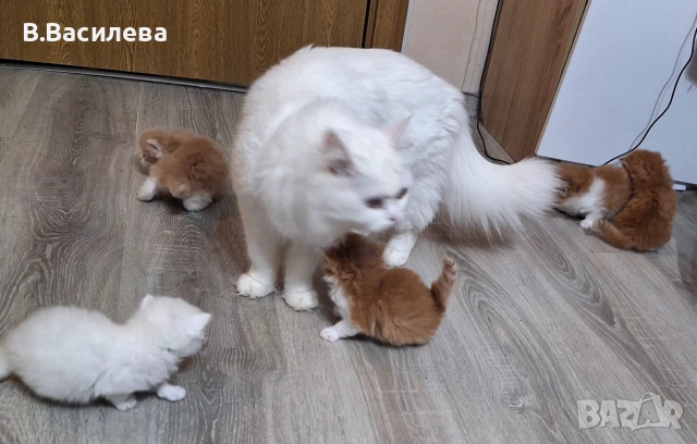 Ангорска котка-женска, снимка 3 - Ангорски - 55162808