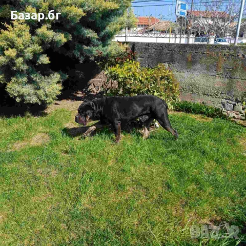 Кане Корсо за разплод , снимка 5 - Кане корсо - 37762766