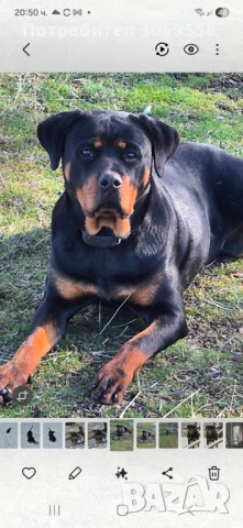 Ротвайлер , снимка 6 - Ротвайлер - 54254895