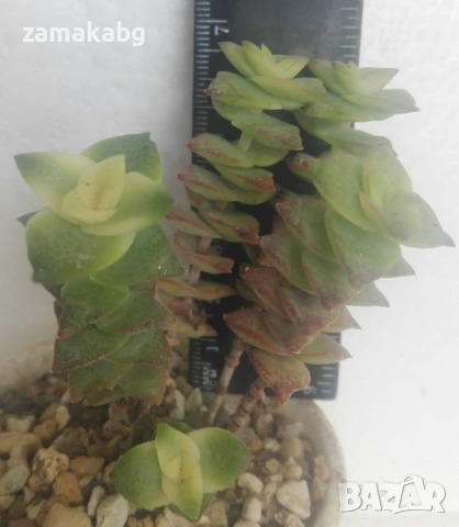 Красула (Crassula perforata variegated), сукулентно растение