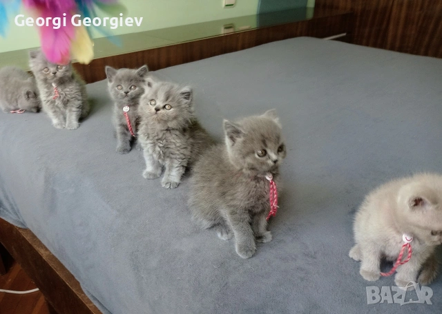 Британчета котета, снимка 4 - Британска късокосместа - 54649069