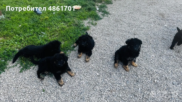 Мъжки и женски немски овчарки на 60 дни , снимка 5 - Немска овчарка - 54973741