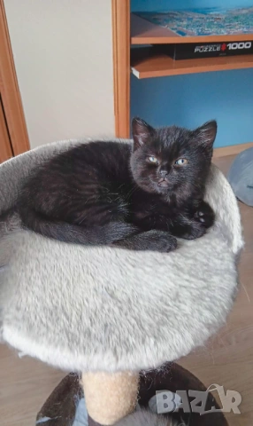 Британска и шотландска късокосместа , снимка 4 - Британска късокосместа - 54232697