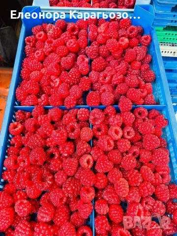 Разсад малини