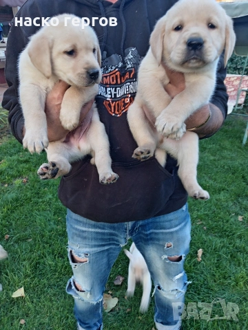 чистокръвни лабрадори, снимка 2 - Лабрадор ретривър - 54137259