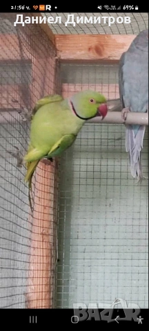 птици на добри цени 🦜