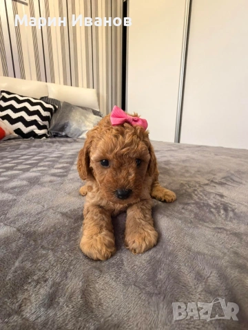 Мини пудел, момиче , снимка 5 - Пудели - 54147858