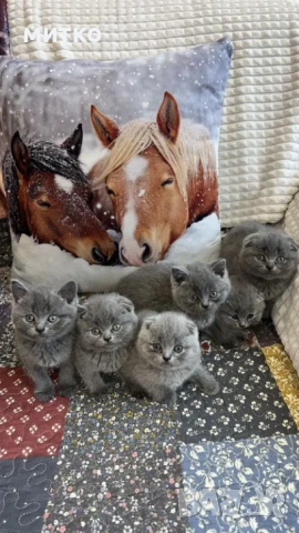 продавам сиви късокосмести котета, снимка 2 - Други - 54772139