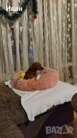 Гледане на кучета, хотел за кучета, нощувки и да други домашни любимци, снимка 2 - Други животни - 54148561