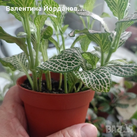 фитония , снимка 3 - Стайни растения - 54946110