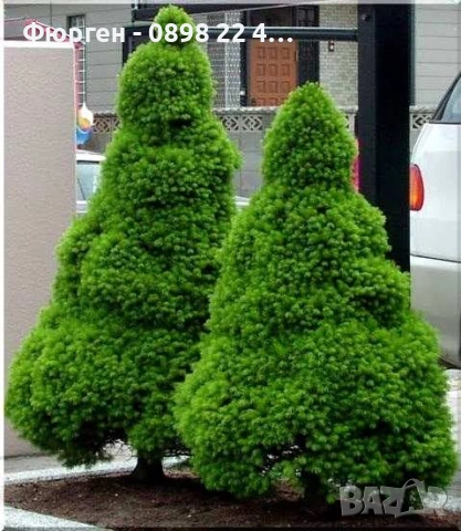Мини Смърч Коника (Picea glauca 'Conica'), снимка 3 - Разсади - 55226383