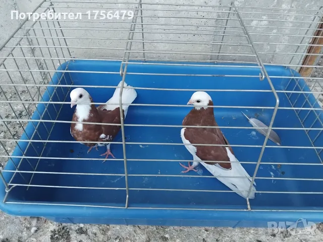 Белослатински червени 