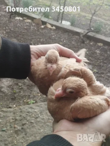 Свободни гъбати пощенски гълъби млади и стари двойки, снимка 3 - Гълъби - 55673339