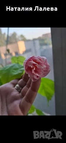 Абутилон, Abutilon Victorian Lady