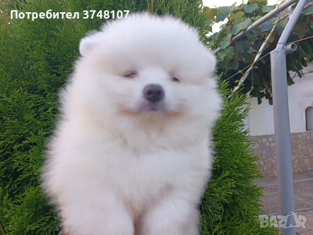 Померан/померани , снимка 9 - Померан - 55328087