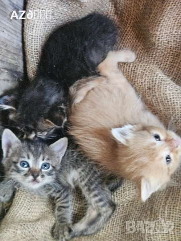 4 малки котенца, снимка 2 - Други - 55335479