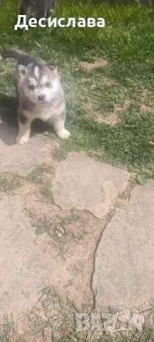  Хъски, снимка 2 - Хъски - 54180286