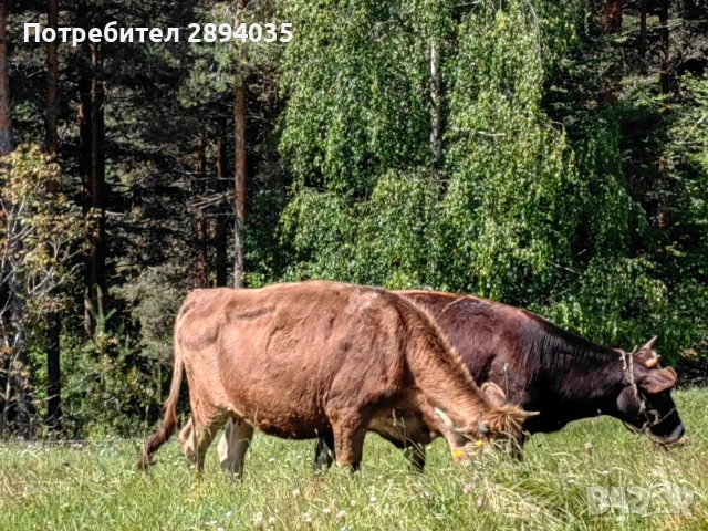 крави, заплодени юнички , снимка 3 - Крави - 55076343