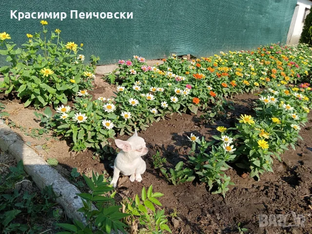 женско чихуахуа. , снимка 2 - Чихуахуа - 55636088