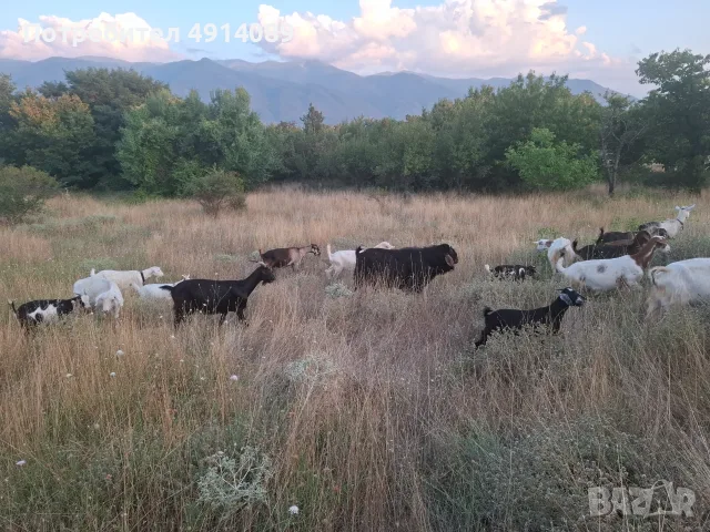 Продавам кози и ярета, снимка 4 - Кози - 55607206