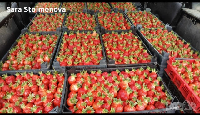 Разсад ягоди, снимка 3 - Разсади - 54056117