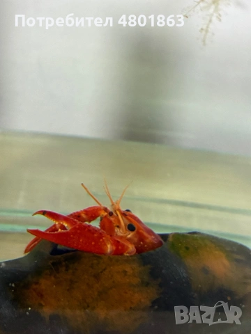 2бр оборудвани и готови аквариума !!!, снимка 8 - Аквариуми - 54359633