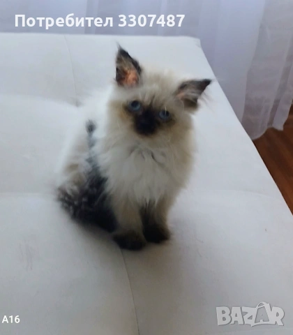 Коте порода Регдол
