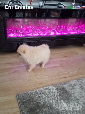 Померан момиче на 3 месеца, снимка 2 - Померан - 54330447