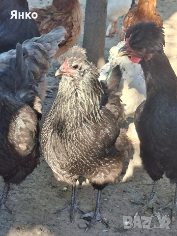 Оплодени яйца, снимка 6 - Кокошки и пуйки - 54326017