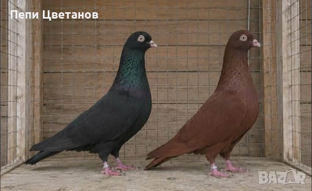 ГЪЛЪБИ    ГЪЛЪБ , снимка 7 - За птици - 55151458