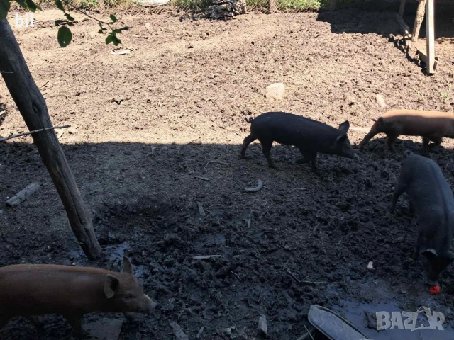 Прасета!!! , снимка 6 - Прасета - 54677225