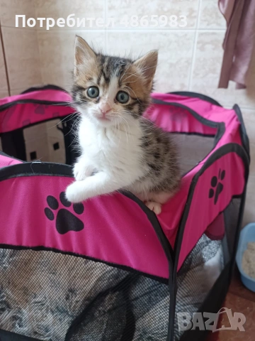 Търсим дом за две прекрасни котенца — братче и сестриче 🐾  Две невероятни котенца (едно мъжко и едн