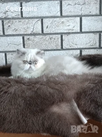 Персийско коте 😻💙, снимка 2 - Персийска - 55620971