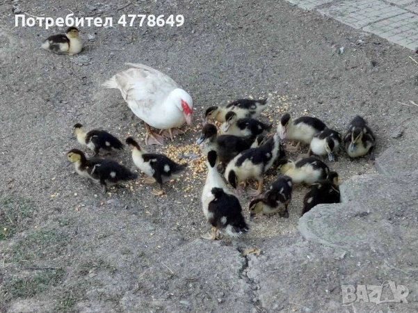 Яйца от патици и кокошки, снимка 2 - Кокошки и пуйки - 53988751