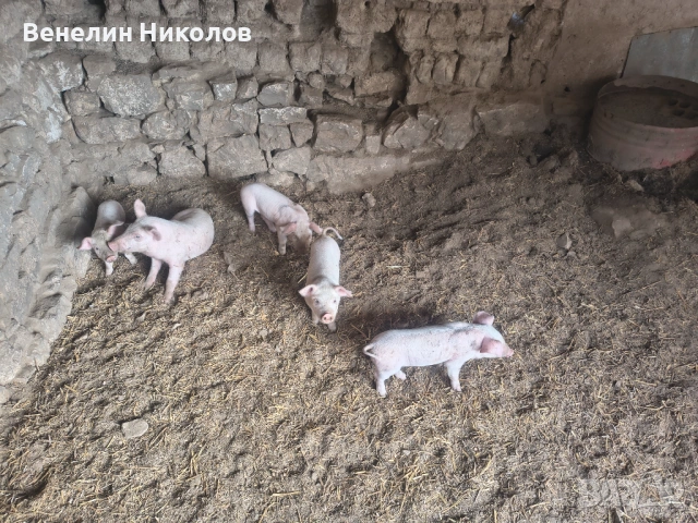 Свиня майка с 4 малки , снимка 4 - Прасета - 54889450