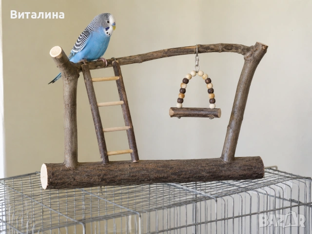 Купувам вълнист папагал
