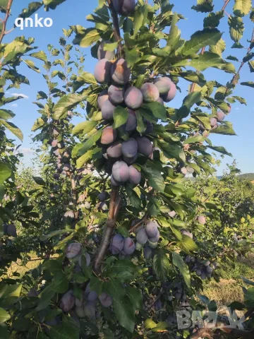 Продавам сини сливи , снимка 2 - Домашни продукти - 55540443