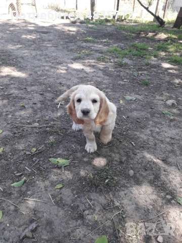 Cocker Spaniel, снимка 5 - Кокер шпаньол - 54723852