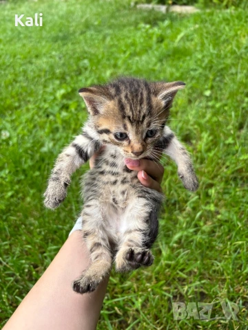 Малки котенца, снимка 4 - Други - 54707512