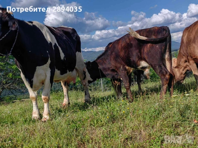 телета и крави , снимка 3 - Крави - 54966447