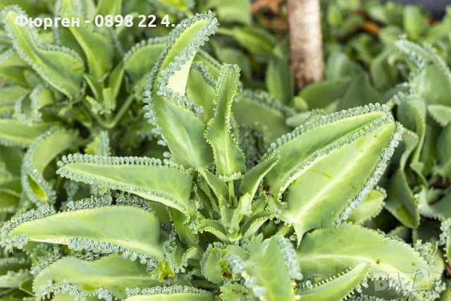 Каланхое Дегремонтиана (Kalanchoe daigremontiana) – живородно сукулентно растение, снимка 6 - Разсади - 55335838