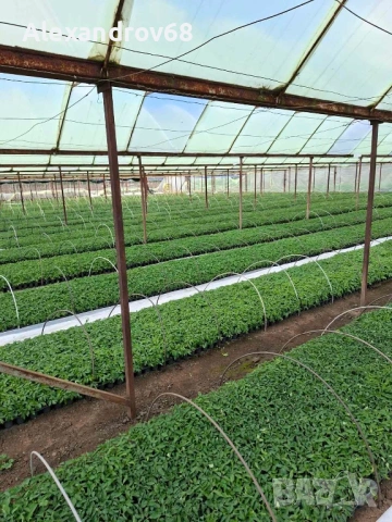 ТОП РАЗСАД на ТОП ЦЕНА от ПРОИЗВОДИТЕЛ, снимка 8 - Разсади - 54137204